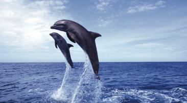 Delfine