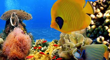 Badeferien Rotes Meer