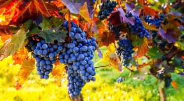 Themenreisen (geführt)